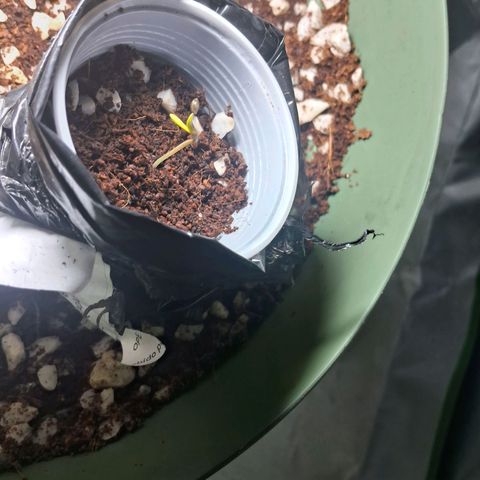 Amnésia  growlog photo: Vaso 2