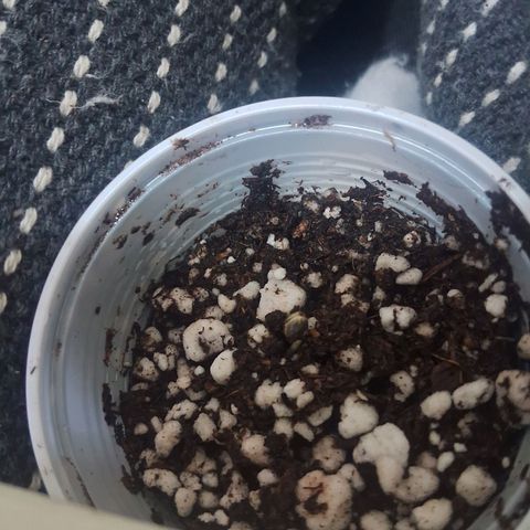 Amnésia  growlog photo: Vaso 3
Hj semente saiu para fora da terra