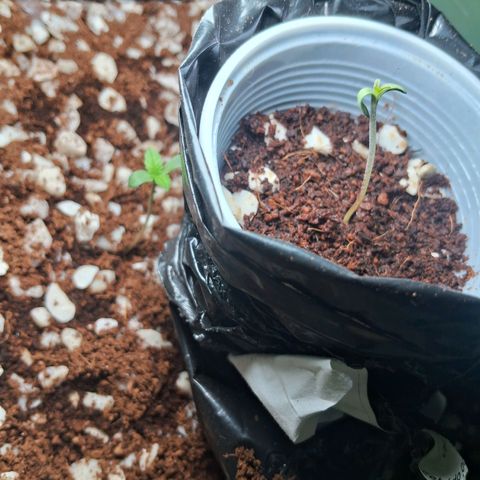 Amnésia  growlog timeline photo