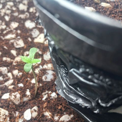 Amnésia  growlog timeline photo