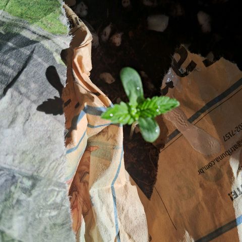 Amnésia  growlog photo: Vaso 1
