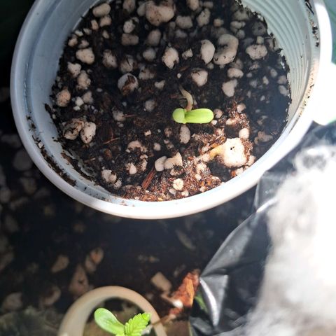 Amnésia  growlog photo: Vaso 3