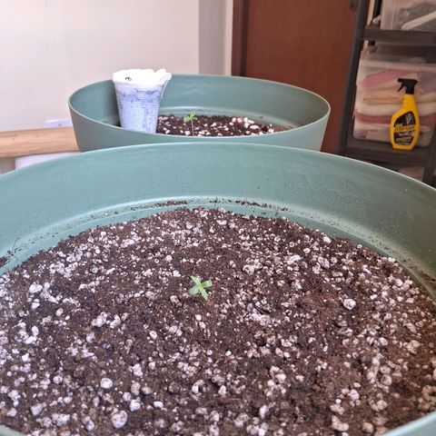 Amnésia  growlog timeline photo