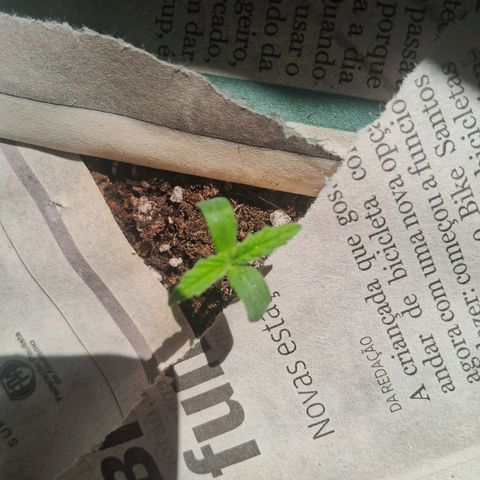Amnésia  growlog timeline photo
