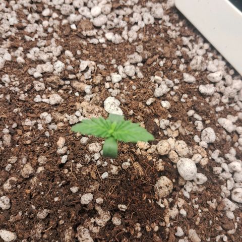 Amnésia  growlog timeline photo
