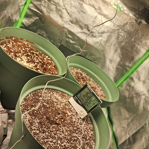 Amnésia  growlog timeline photo