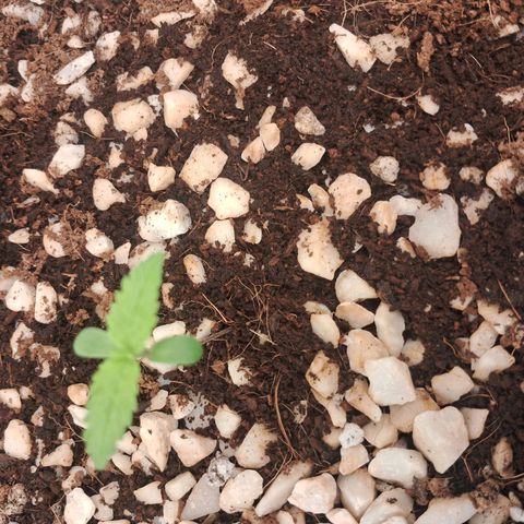 Amnésia  growlog timeline photo