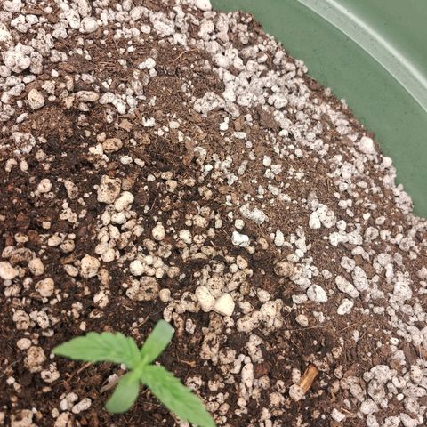 Amnésia  growlog timeline photo