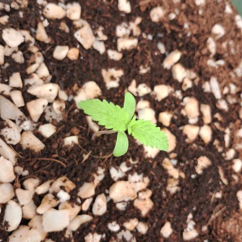 Amnésia  growlog timeline photo