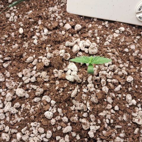 Amnésia  growlog timeline photo