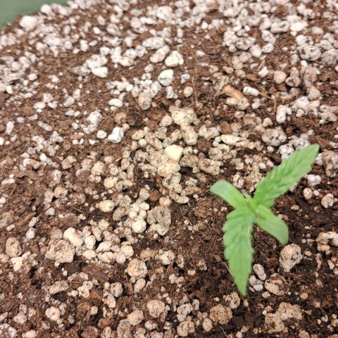 Amnésia  growlog timeline photo
