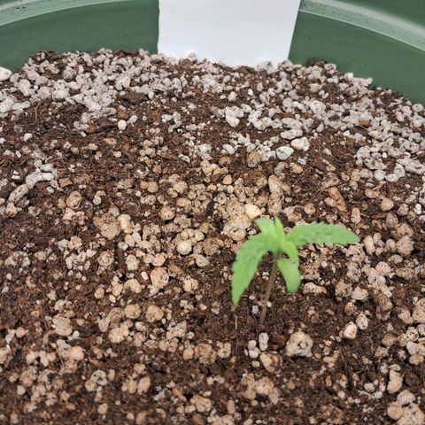 Amnésia  growlog timeline photo