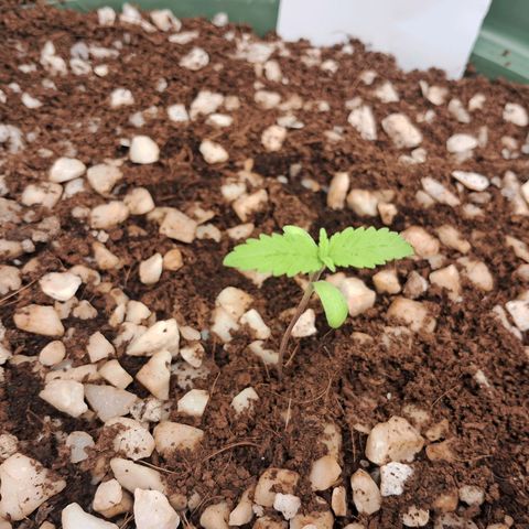 Amnésia  growlog timeline photo