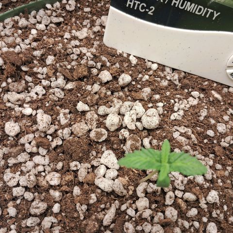 Amnésia  growlog timeline photo