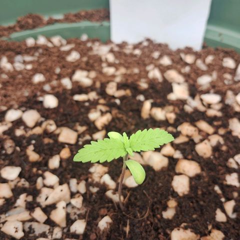 Amnésia  growlog timeline photo