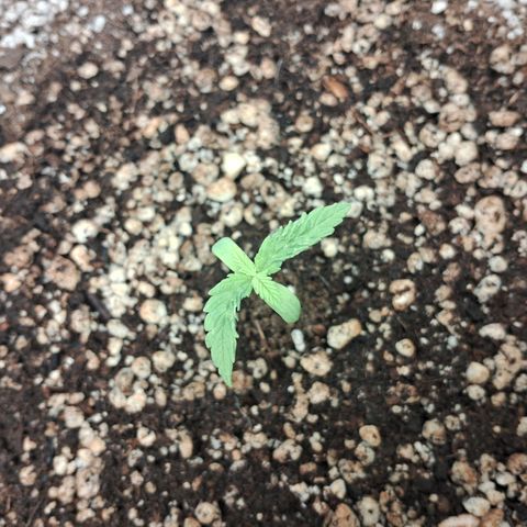 Amnésia  growlog timeline photo