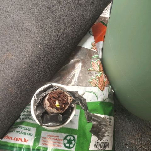 Amnésia  growlog photo: Vaso 4