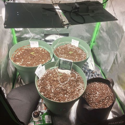 Amnésia  growlog timeline photo