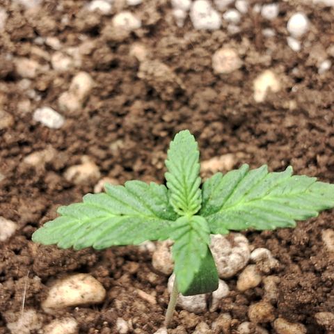 Amnésia  growlog timeline photo