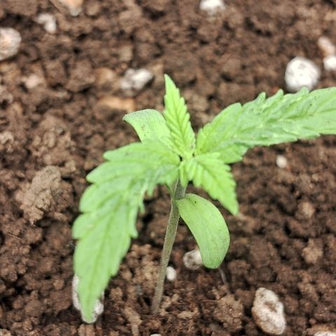 Amnésia  growlog timeline photo