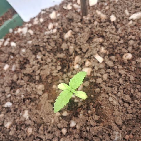 Amnésia  growlog timeline photo