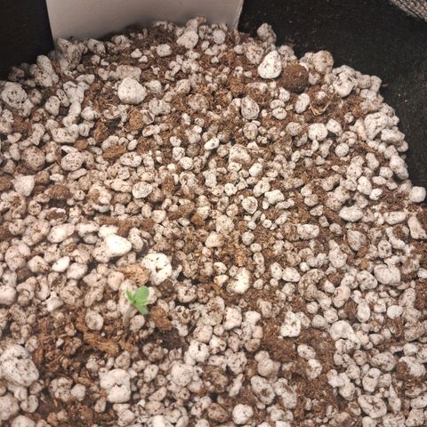 Amnésia  growlog timeline photo