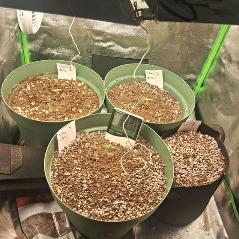 Amnésia  growlog timeline photo