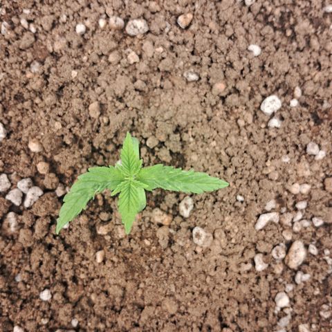 Amnésia  growlog timeline photo
