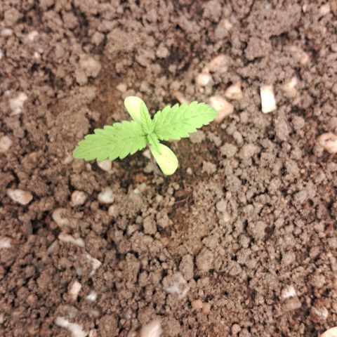 Amnésia  growlog timeline photo