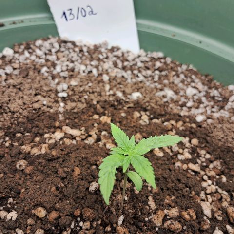 Amnésia  growlog timeline photo
