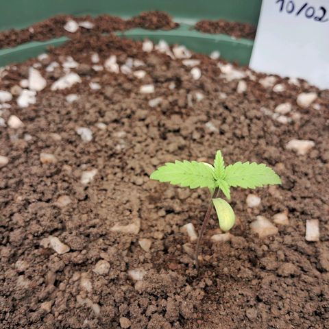 Amnésia  growlog timeline photo