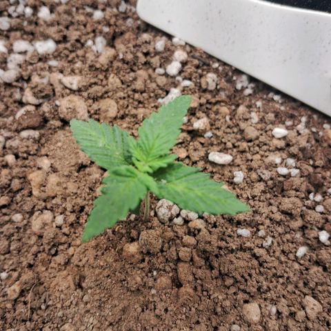 Amnésia  growlog timeline photo