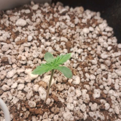 Amnésia  growlog timeline photo