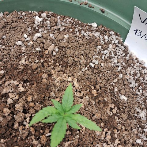 Amnésia  growlog timeline photo