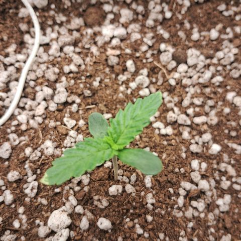 Amnésia  growlog timeline photo