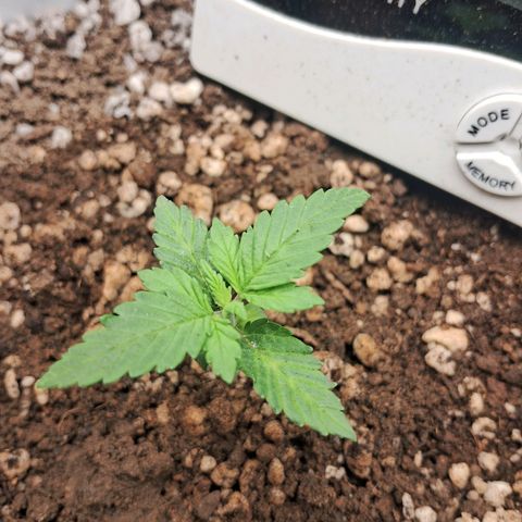 Amnésia  growlog timeline photo