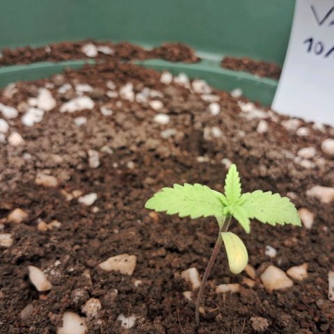 Amnésia  growlog timeline photo