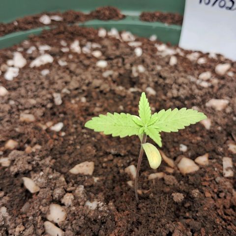Amnésia  growlog timeline photo