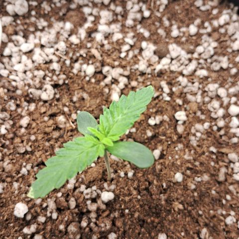 Amnésia  growlog timeline photo