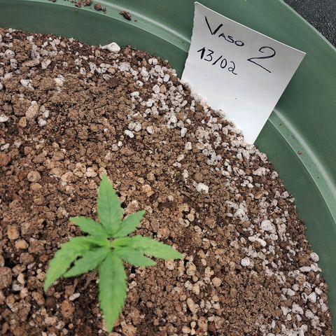 Amnésia  growlog timeline photo