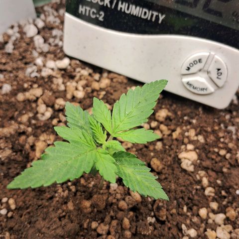 Amnésia  growlog timeline photo