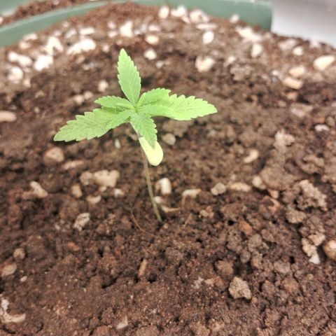 Amnésia  growlog timeline photo