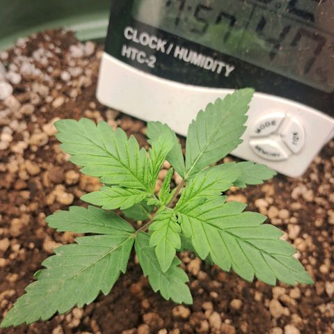 Amnésia  growlog timeline photo