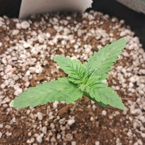 Amnésia  growlog timeline photo
