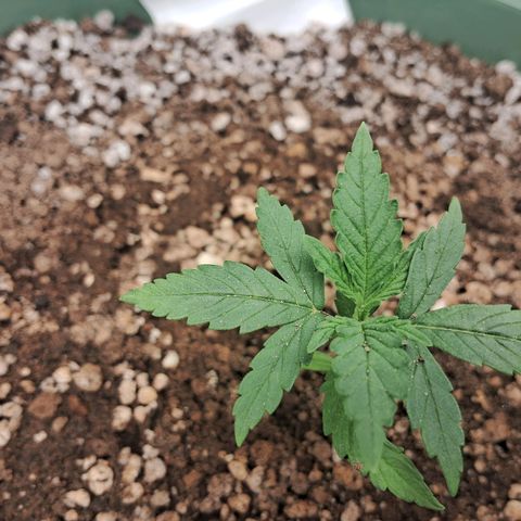 Amnésia  growlog timeline photo