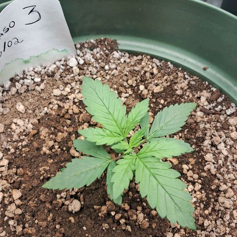 Amnésia  growlog timeline photo