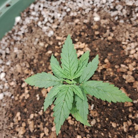 Amnésia  growlog timeline photo