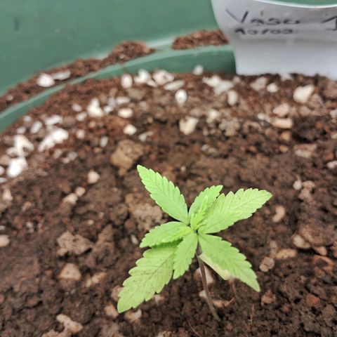 Amnésia  growlog timeline photo