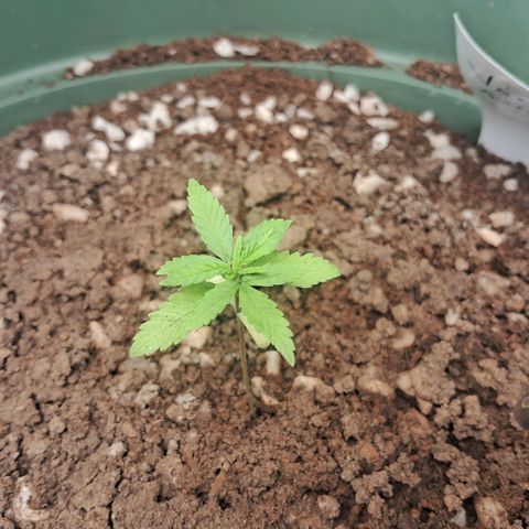 Amnésia  growlog timeline photo