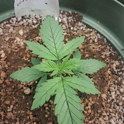 Amnésia  growlog timeline photo